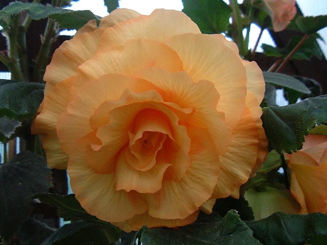 B. ‘Sunset Glow’